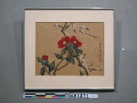 藏品(花)的圖片